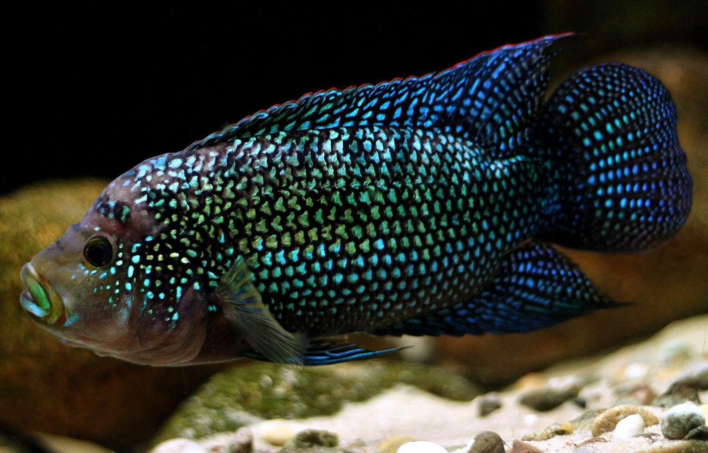 Jack Dempsey (Rocio Octofasciata)