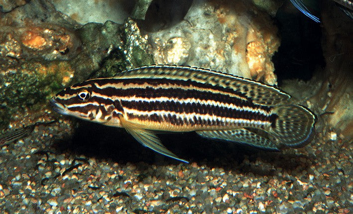 Julido Regani (Julidochromis Regani)