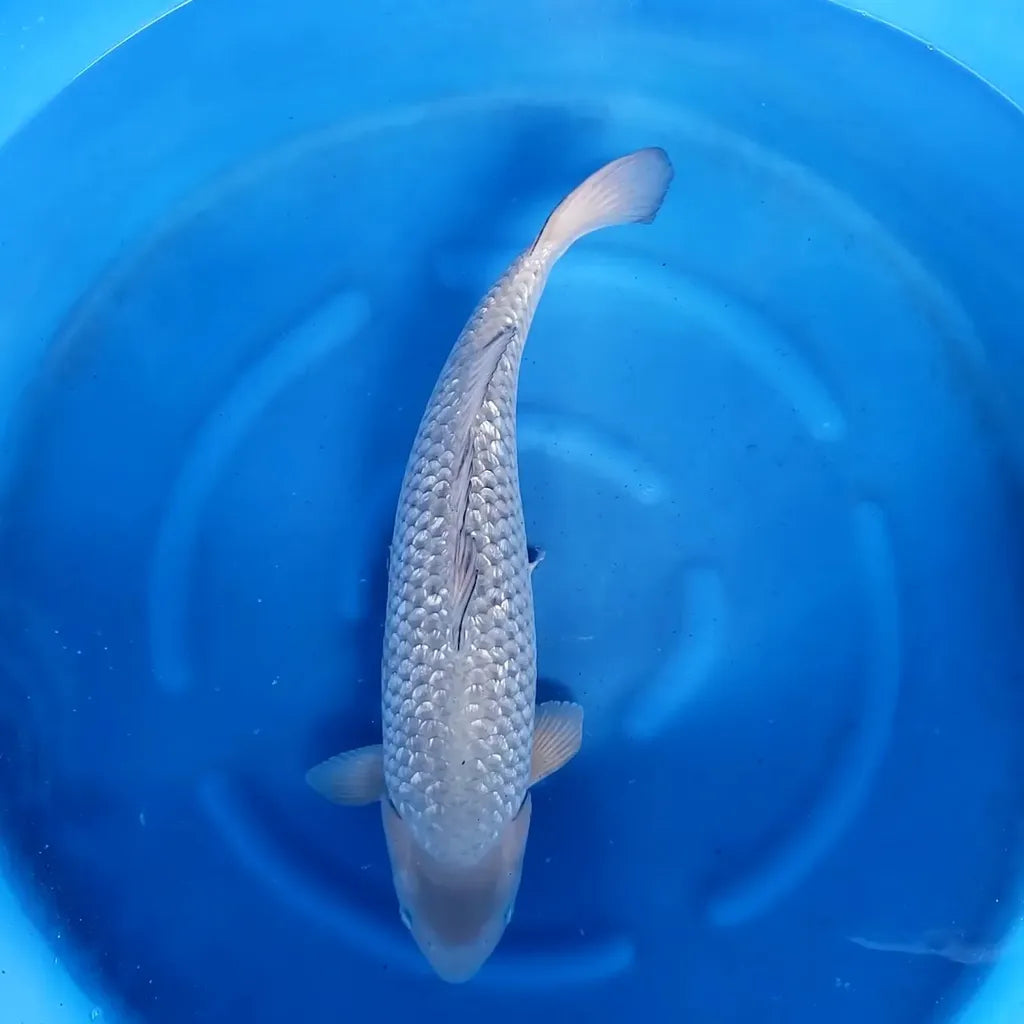 Koï Blanc (Cyprinus Carpio)