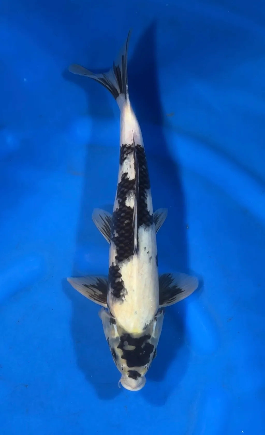 Koï Blanc/Noir (Cyprinus Carpio)