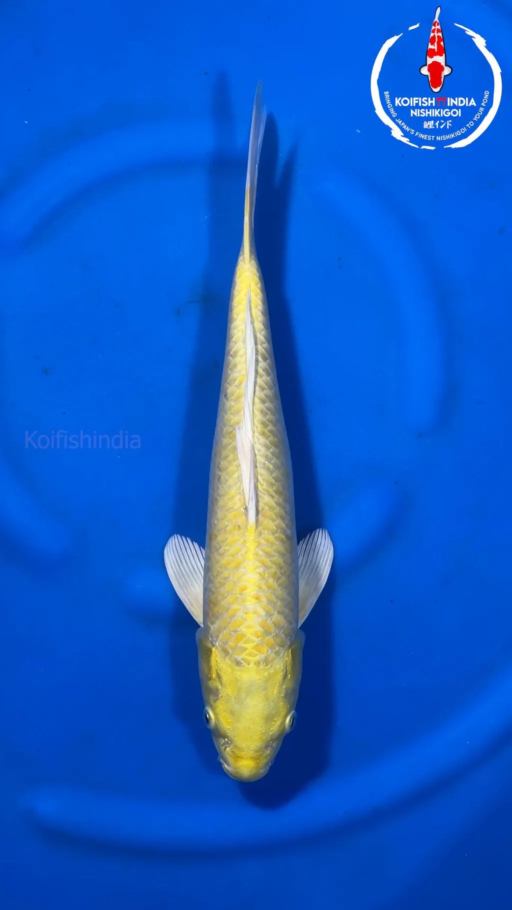 Koï Doré (Cyprinus Carpio)