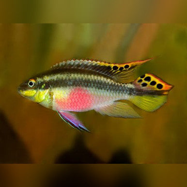 Kribensis (Pelvicachromis Pulcher)