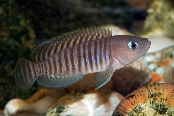 Lamprologue Multifasciatus (Neolamprologus Multifasciatus)