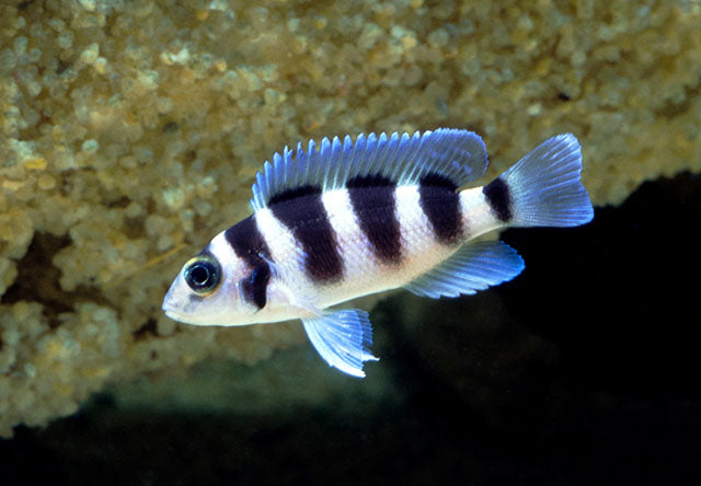 Lamprologue Tretocephalus (Neolamprologus Tretocephalus)