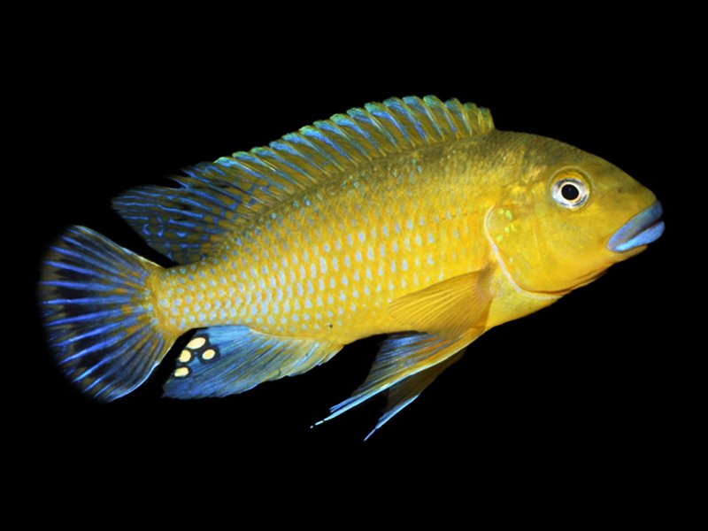 Lèvres Bleues (Pseudotropheus Williamsi)