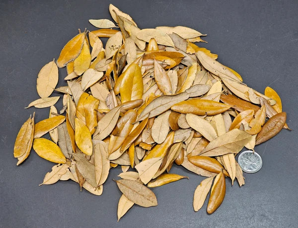 Feuilles de Chêne de Virginie - 3 oz