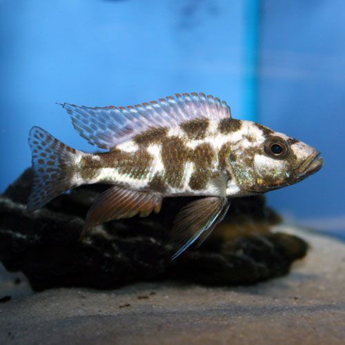 Livingstonii (Nimbochromis Livingstonii)