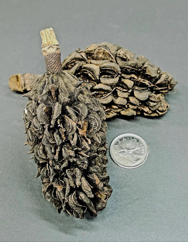 Pods de Magnolia (2x)