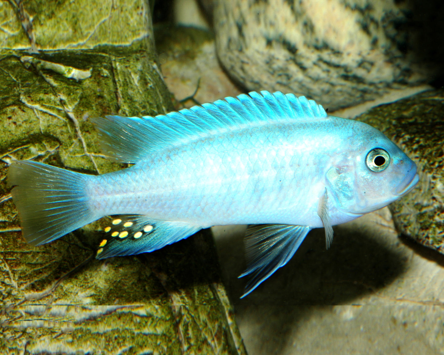 Maylandia Estherae (Zebra Bleu)