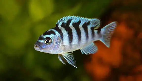 Maylandia Lombardoi (Kenyi)