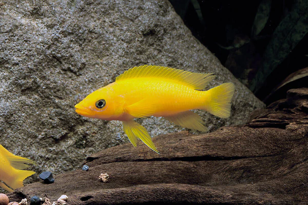 Neolamprologus Leleupi