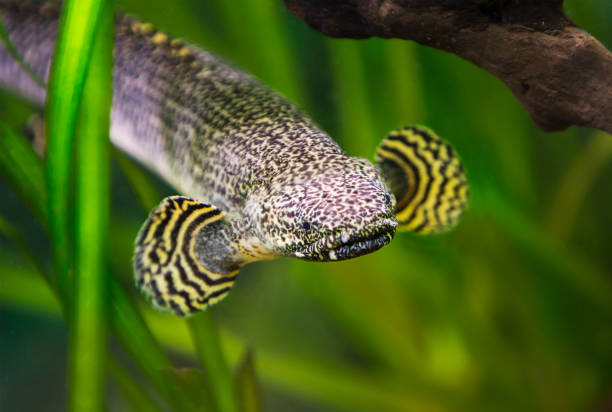 Ornate Bichir (Polypterus Ornatipinnis)