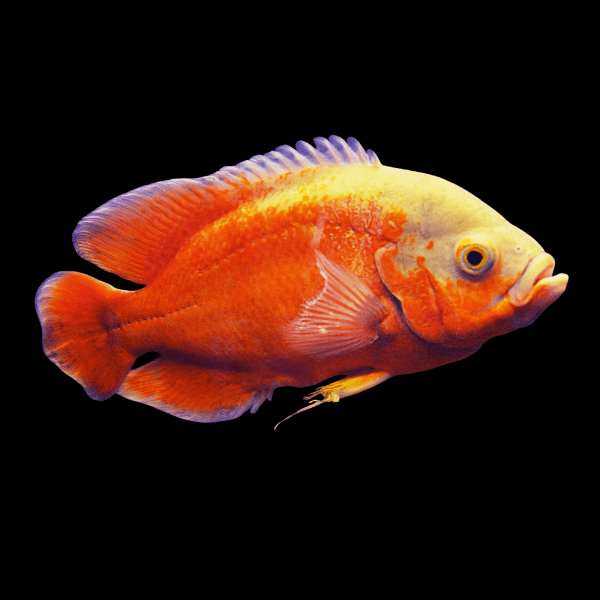 Oscar Rouge Albinos (Astronotus Ocellatus)