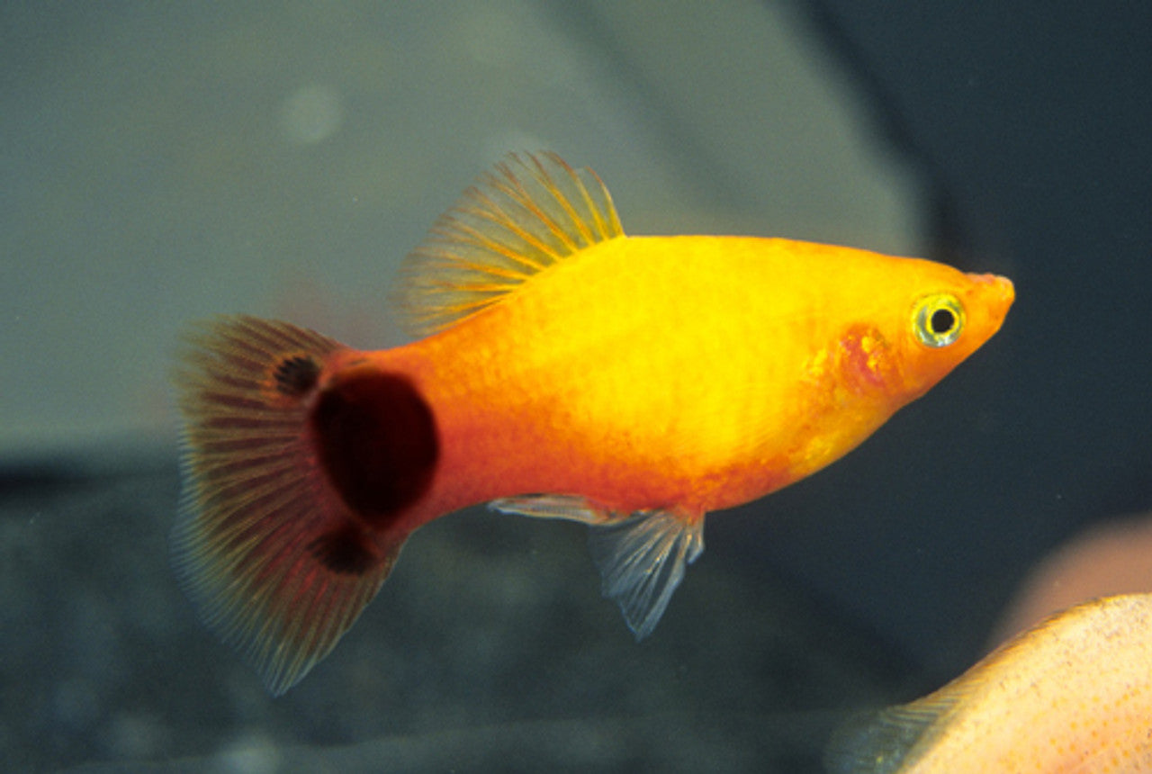 Platy Mickey Mouse Doré (Xiphophorus Maculatus)
