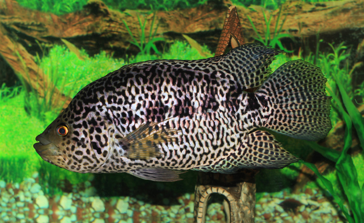 Jaguar (Parachromis Managuensis)