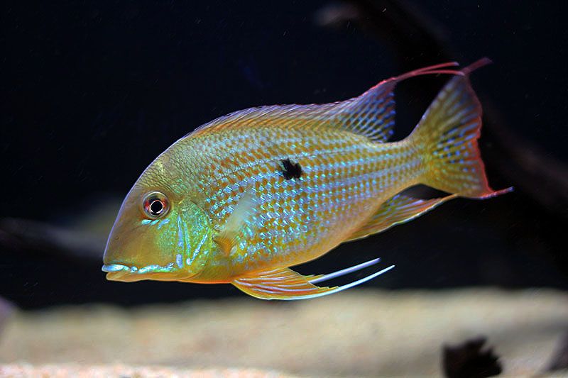 Perle Du Suriname (Geophagus Surinamensis)