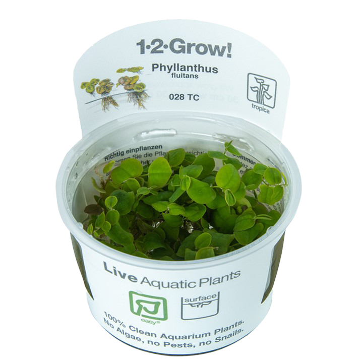 Phyllanthus Fluitans