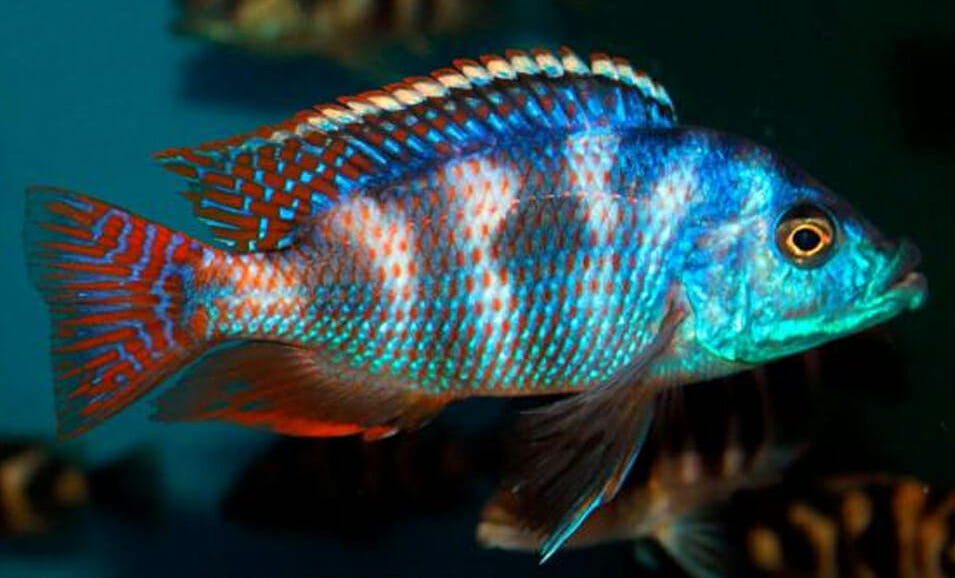 Placidochromis Milomo