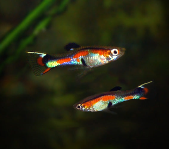 Guppy Endler (Poecilia Wingei)