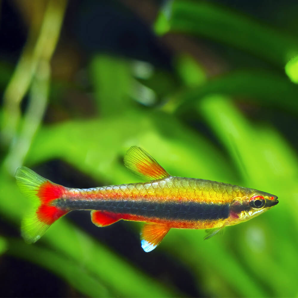 Poisson Crayon Doré (Nannostomus Beckfordi)