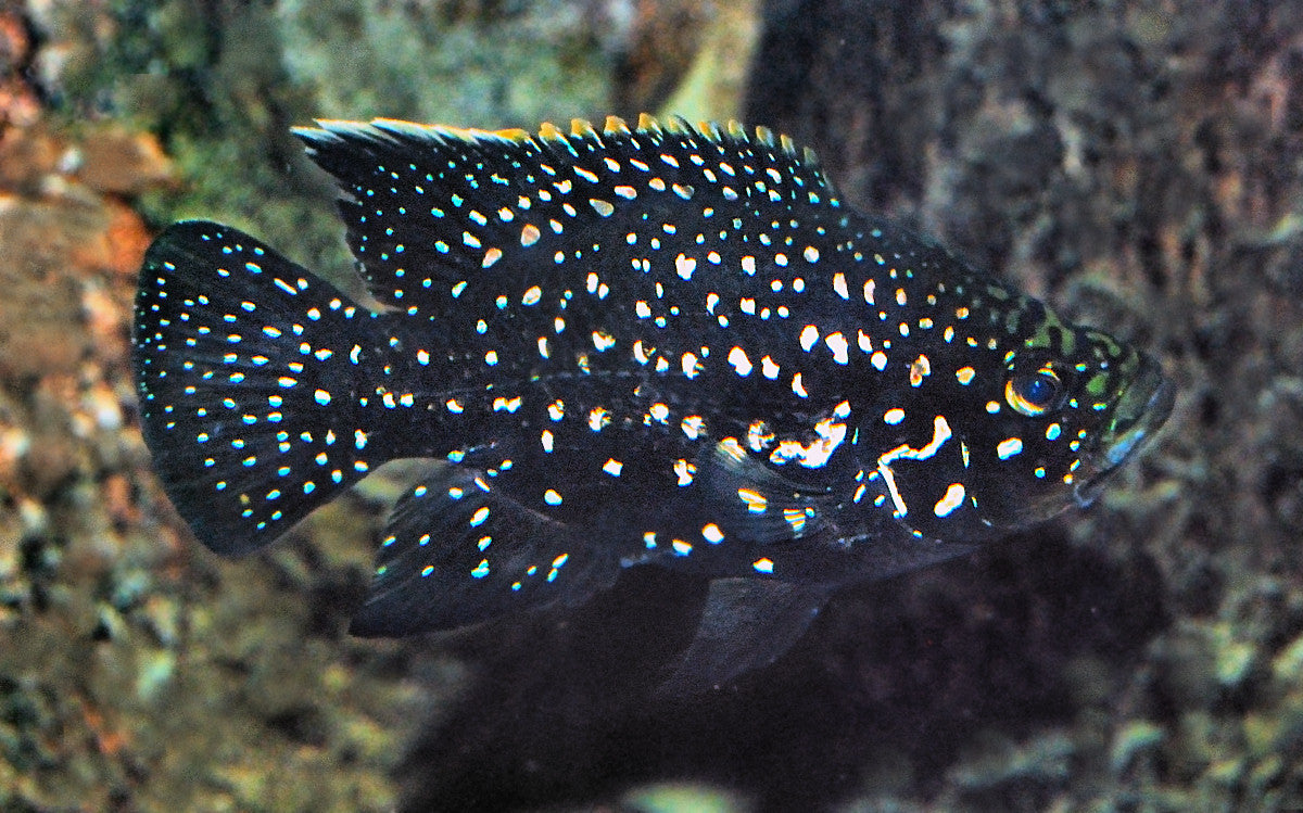 Polleni (Paratilapia Polleni)