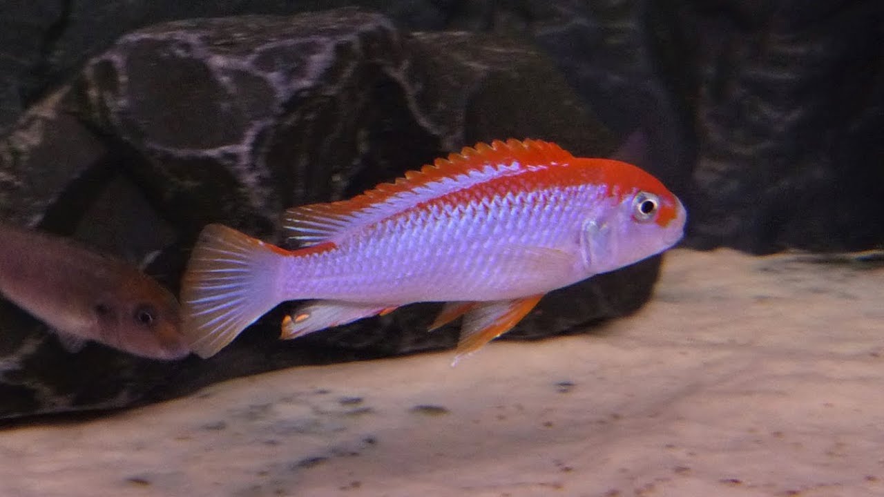 Pseudotropheus Perspicax (Ndumbi)