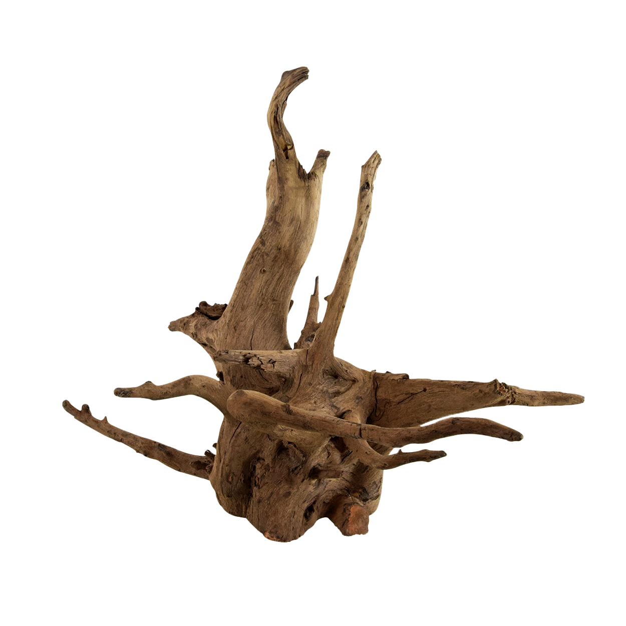 Racine d'Eucalyptus | Petit