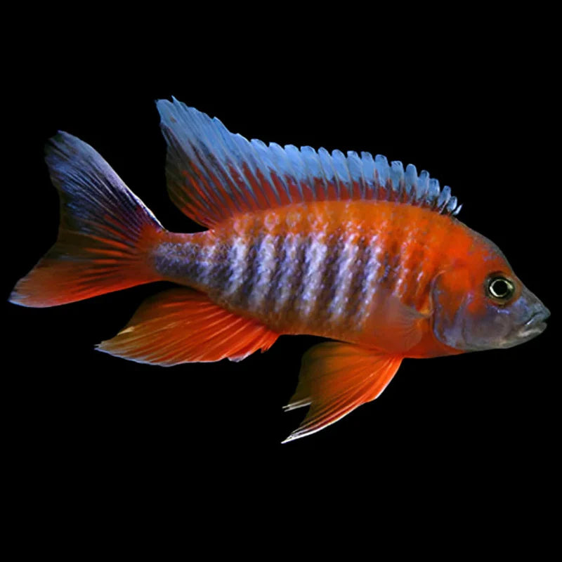 Aulonocara Jacobfreibergi (Rouge)