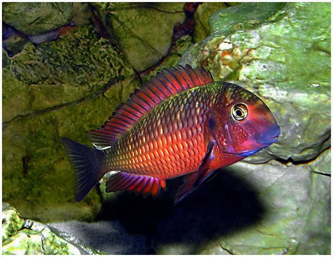 Red Moliro (Tropheus Sp. "Red Moliro")