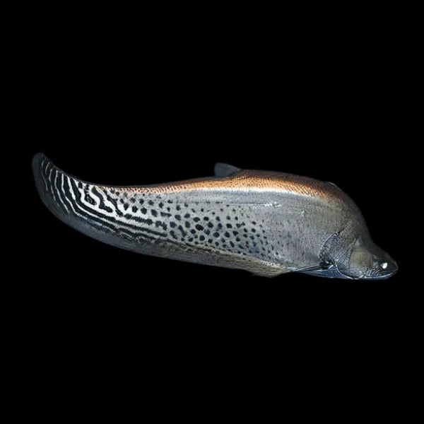 Chitala Blanci (Royal Clown Knife)