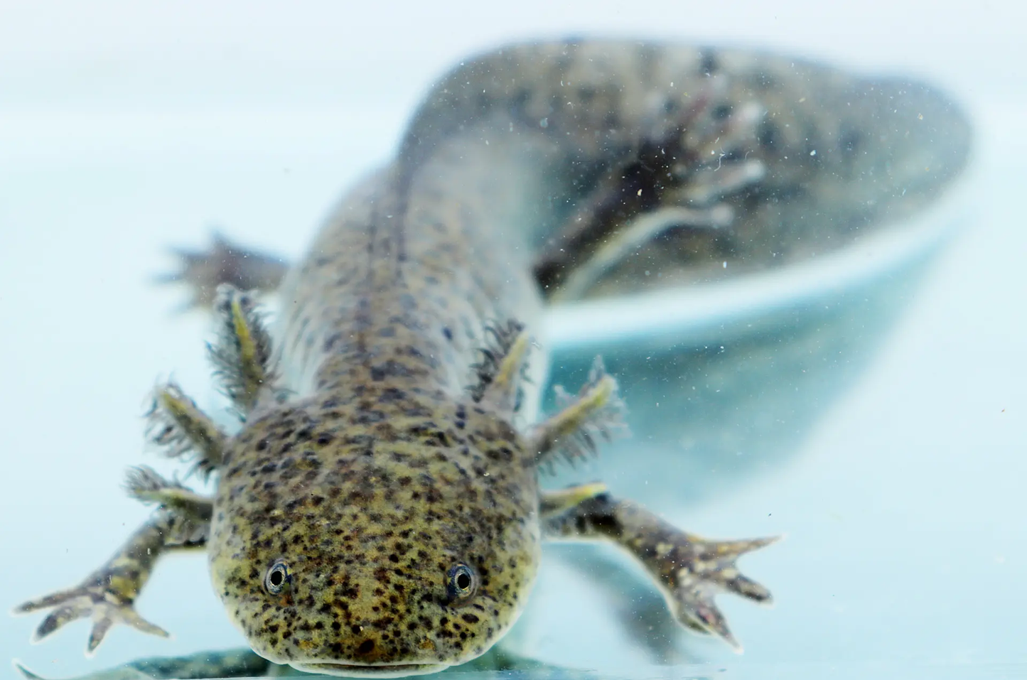 Axolotl Sauvage (Ambystoma Mexicanum)