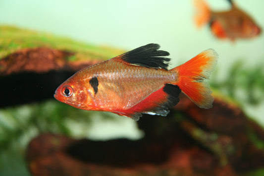 Hyphessobrycon Sweglesi (Red Phantom)