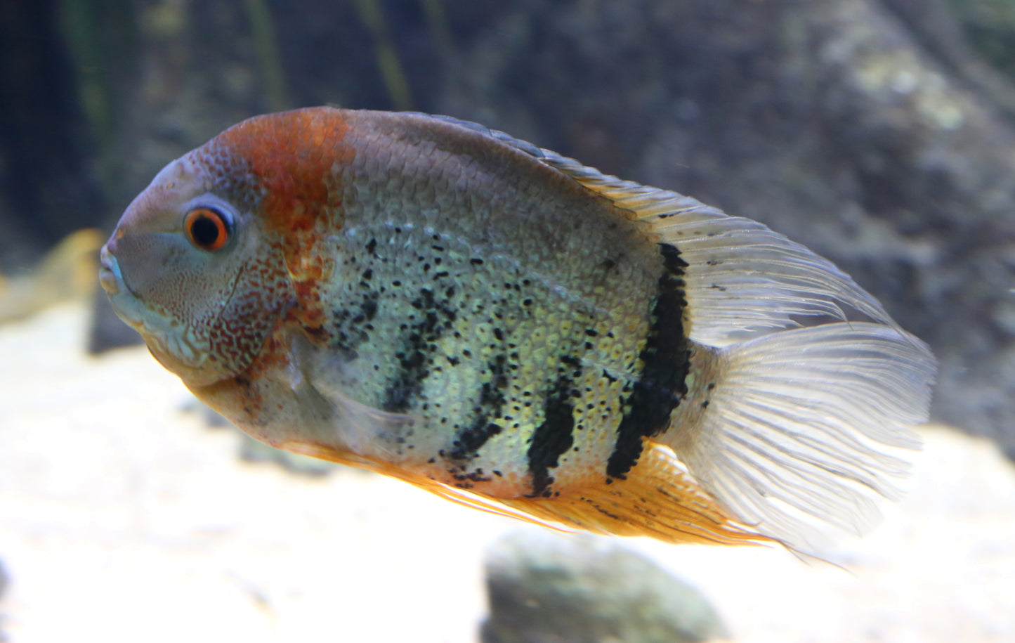 Severum Rotkeil (Heros Severus)