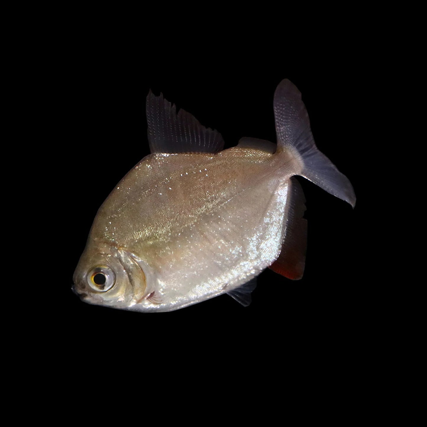 Dollar d'Argent (Metynnis Argenteus)