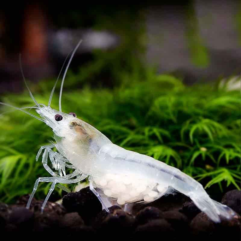 Crevette Blanche (Neocaridina Davidi)