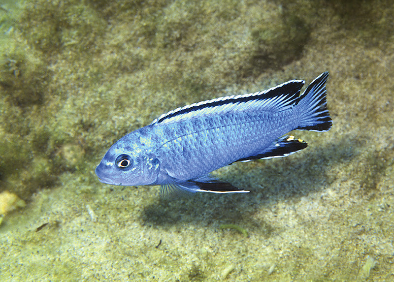 Socolofi (Chindongo Socolofi)