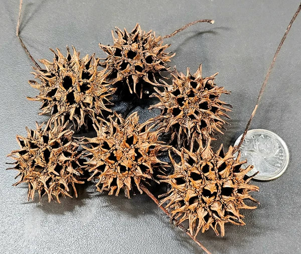 Pods de Copalmes (6x)
