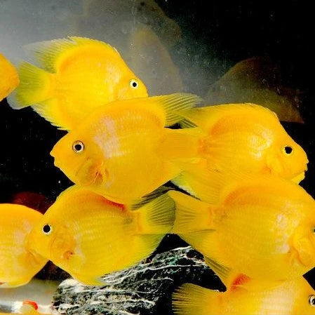 Perroquet Jaune (Amphilophus Citrinellus X Vieja Melanurus)