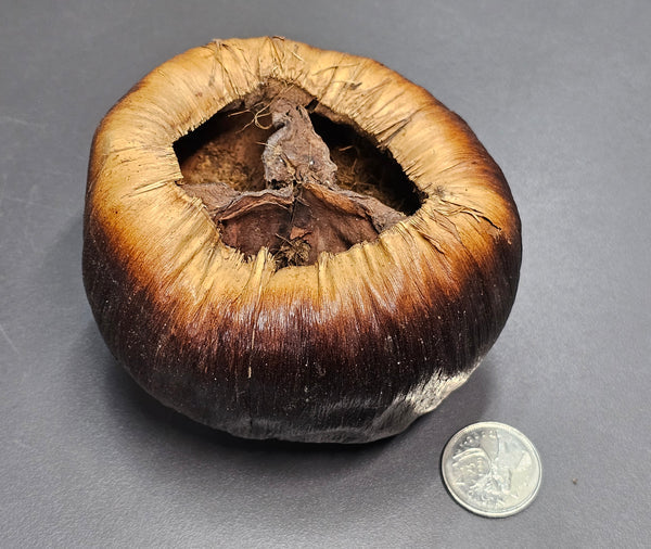 Pod de Talami (1x)
