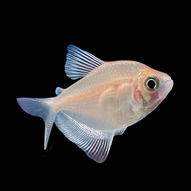 Tétra Blanc (Gymnocorymbus Ternetzi)