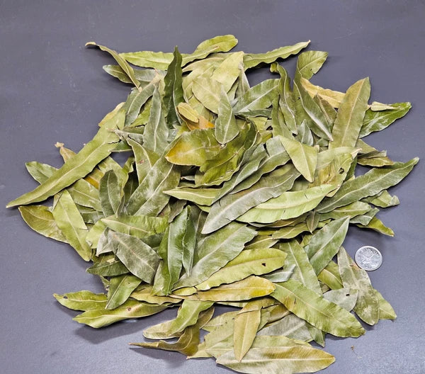 Feuilles de Palmier de Thika - 1 oz