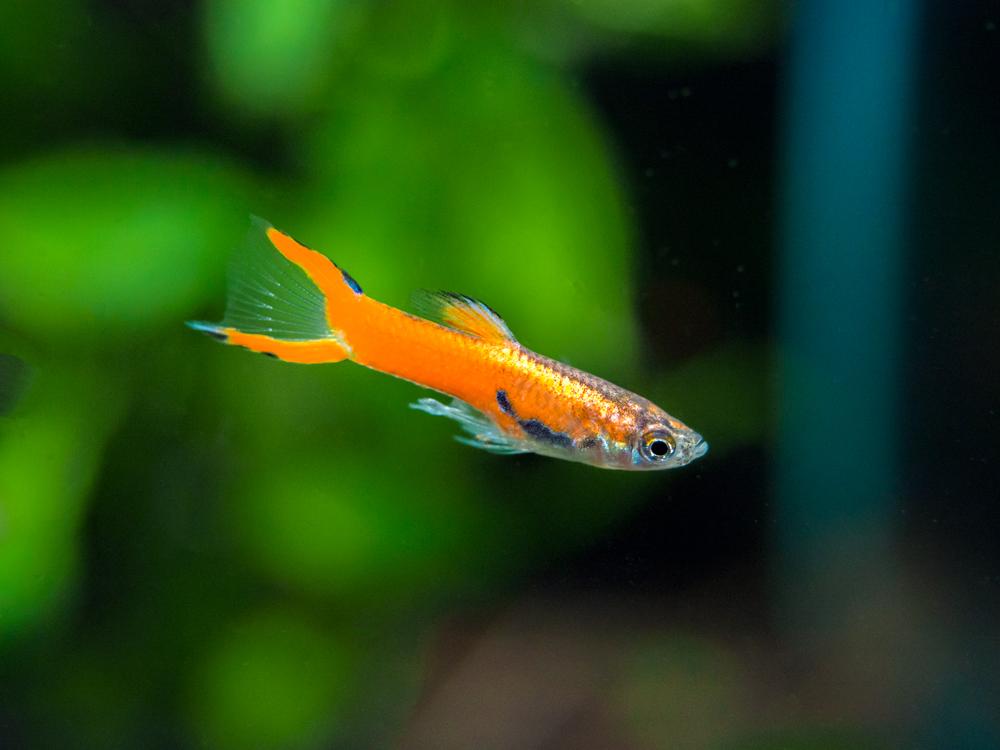 Guppy Endler Rouge (Poecilia Wingei)