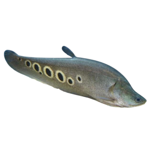 Chitala Ornata (Clown Featherback)