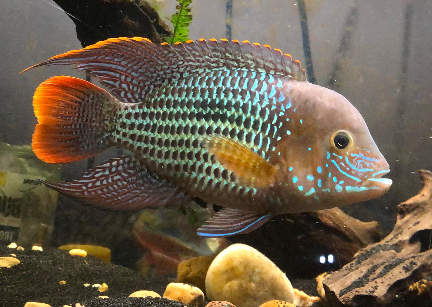 Andinoacara Rivulatus (Green Terror)