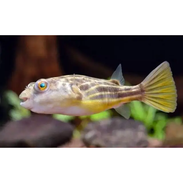 Fahaka puffer