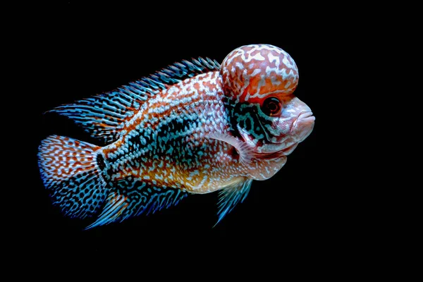 Flowerhorn (Red Kamfa)