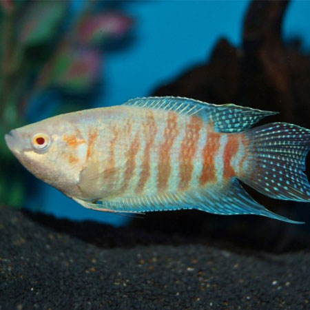 Gourami Paradis Albino (Macropodus Opercularis)