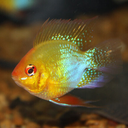 Ramirezi Allemand Ballon Doré (Mikrogeophagus ramirezi)