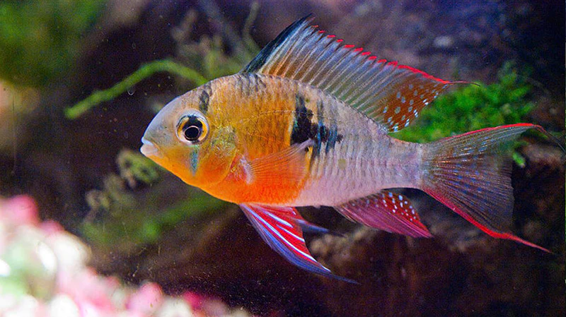 Ramirezi Bolivien (Mikrogeophagus altispinosus)