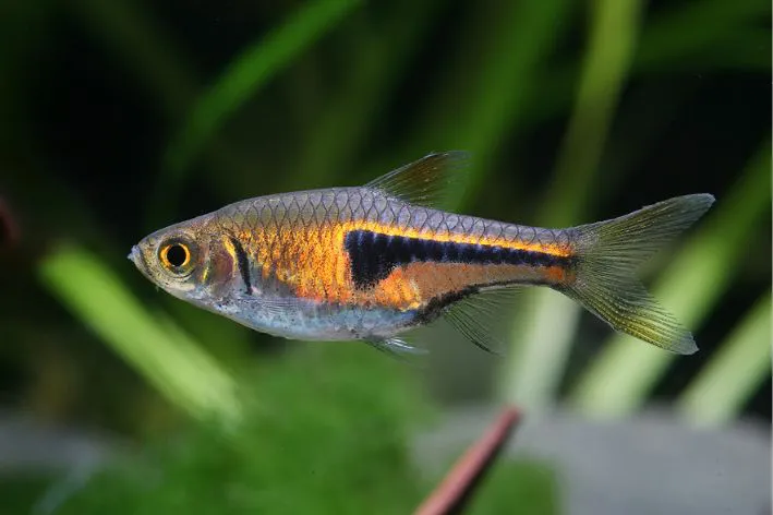Rasbora Lumineux (Trigonostigma Hengeli)